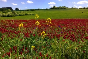 Innovation agricole et forestière en Bourgogne-Franche-Comté : Lancement de l'appel à projets PEI 2027 pour soutenir l'émergence d'idées d'avenir